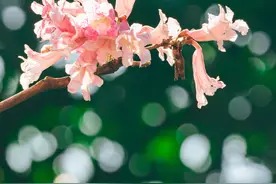 立春将至，春天的温柔悄悄长满枝头图片