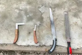 萌宝驾到！济南动物园大象“美甲”记图片