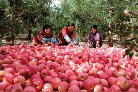 一颗苹果里的甘肃故事图片