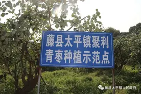 鲜甜诱人嘎嘣脆！太平镇百亩台湾大青枣成熟啦图片