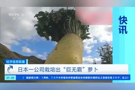日本种出“巨无霸”萝卜！重达60斤，为普通萝卜的30倍图片