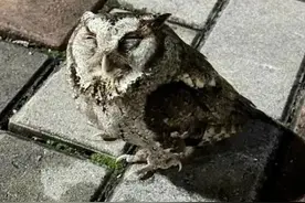 “喂，110吗？我们发现了一只猫头鹰”图片