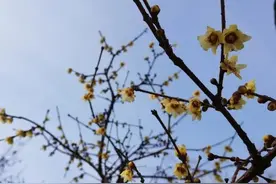 天津今年第一波花开了！赏花指南→图片