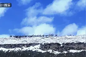 成群结队“踏雪觅食”  蓝天下的它们宛如精灵图片