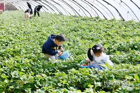 河北石家庄：以“莓”为媒 助力乡村振兴图片