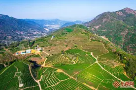震撼!俯瞰宁德千亩茶园，触摸"大地指纹"图片