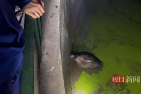 抓到了！野猪在华科大狂飙“失足”掉进景观池，被消防员救起图片