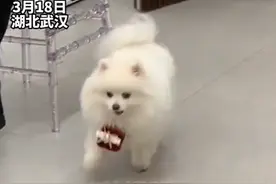 狗狗在婚礼上给新人送戒指，新娘：它见证了我们从恋爱走向婚姻，希望它参加我们的婚礼图片