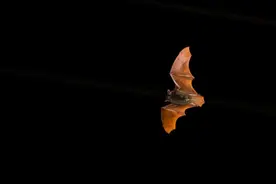 蝙蝠研究渐成潮流：能否帮助阻止大流行病？图片