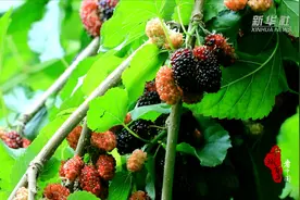 千城百县看中国｜河北涞水：桑葚满枝头 采摘正当时图片