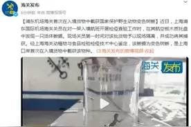 浦东机场海关首次在入境货物中截获国家保护野生动物变色树蜥图片