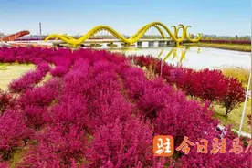 图集｜海棠花开 大美西平：这也太惊艳了吧，走起！图片