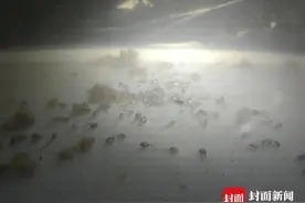 长江鲟首次实现天然水域自然繁殖 实验研究员：迈出长江鲟种群重建关键一步图片