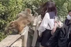 女子投喂野生猕猴反被掌掴，“整个人都被打懵了”；景区回应图片