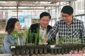 枣庄峄城500余株太空石榴苗返回家乡“入住新房”图片