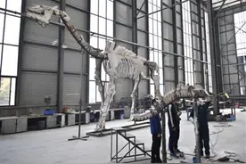 国内已发现最大“巨犀” 在成都修复完成图片