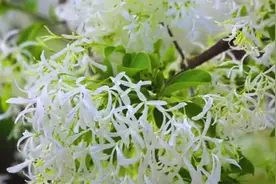 人间四月流苏雪！南京玄武湖流苏树花满枝头如云似雪图片