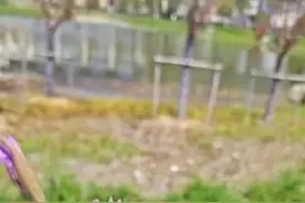 公园割“韭菜”回家炒，吃完觉得不对劲！专家：小心有毒图片