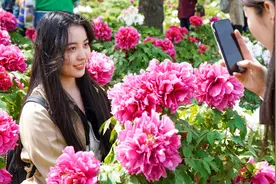 果然视频|济宁太白湖牡丹园，赏花正当时图片