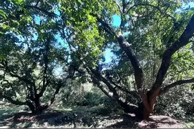 总台记者看世界丨世界芒果原产地+产量第一  为何印度芒果出口量仅有1%？图片