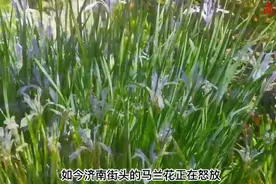 果然视频|童话故事里的马兰花，正在济南四处灿烂绽放图片