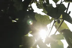 100%春茧蚕丝被，1年仅1季，国标优等七星标准，抑菌柔滑图片