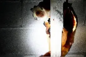 惊现“飞虎”！摄影师夜间抓拍到图片