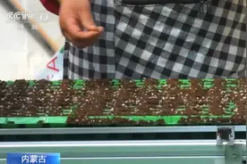 内蒙古推广智能化育苗播种 省力又提效图片