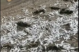 触目惊心！大量死鱼绵延数公里，有人捡鱼带回家……当地回应图片