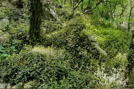 在佛慧山半山腰，有一处济南版的“绿野仙踪”图片