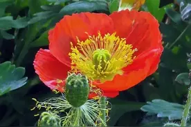 虞美人花开正艳图片