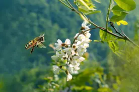 多“呵”了三五口图片