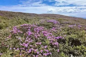 浪漫“520” 相约美姑黄茅埂 找寻你眼中最美的索玛花图片