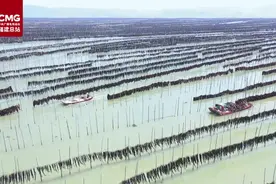 耕海牧渔：福建霞浦海带迎丰收图片