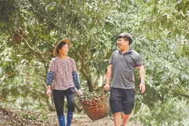 茂名出台荔枝寄递降费提效方案 最高降29.1%图片