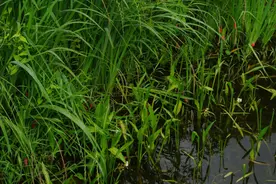 远看像粉色泡泡的，是福寿螺虫卵图片