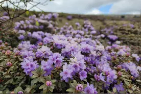 十万亩索玛花海等你来 四川金阳第八届索玛花文化旅游节开幕图片