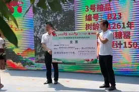 茂名千年古荔树采摘权拍出368万高价，村干部：去年也曾拍出338万元图片