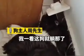 小狗咬断插座被电晕30秒，屎都出来了，主人来不及悲伤它就好了图片