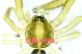 广西大明山发现5个蜘蛛新种，还有这些神奇的生物你都认识吗？图片