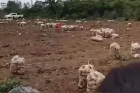 封芒视频 | “哪个说的我们没素质？”成都嬢嬢霸气回怼“哄抢土豆”事件图片