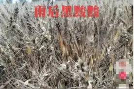 小麦淋雨受损和收割机事件虽无关联，也当读懂背后的民生期盼图片