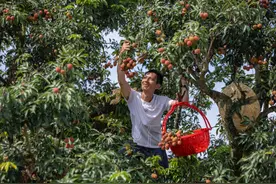 好快！48小时内吃到高州荔枝背后，数字金融如何加速度？图片