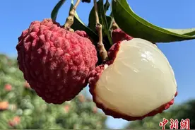 海口单颗“荔枝王”拍出1.2万元图片