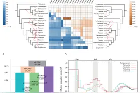 高原鳅属鱼类网状进化研究获进展图片