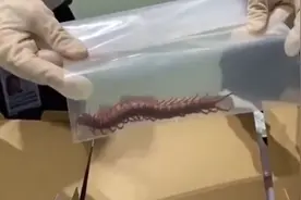 拿“毒王”当“异宠”？武汉海关查获127条哈氏蜈蚣图片