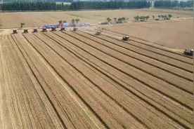 壹览平阴|无人驾驶收割机亮相！济南夏粮收割用上“黑科技”图片