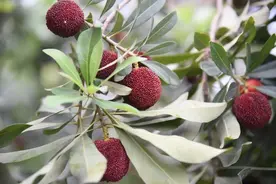 靖州杨梅最后一天上架！错过今天再等一年！图片