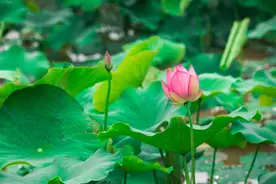 有一种叫云南的生活｜夏荷初绽！玉溪这里的荷花美极了图片