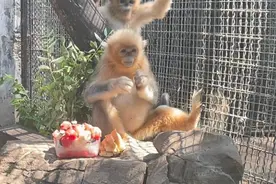 果然视频丨动物视界㊶—— 川金丝猴“蛋蛋”的生日派对图片